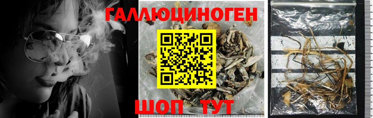 Псилоцибиновые грибы Psilocybe Бийск